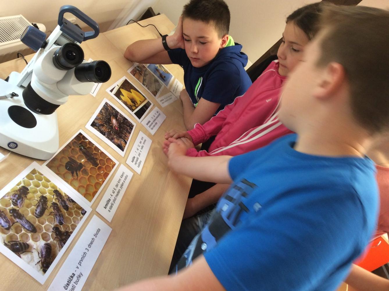 Svět včel - žáci 6. třídy - 5