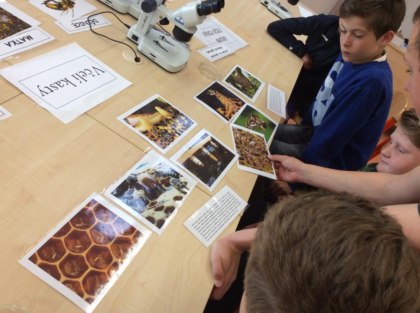 Svět včel - žáci 6. třídy - 6