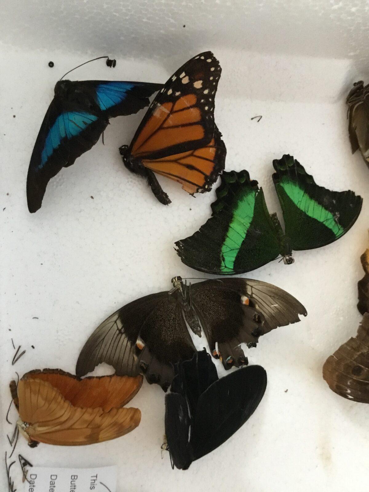 PROJEKTOVÝ DEN: ,,MOTÝLCI" - 4