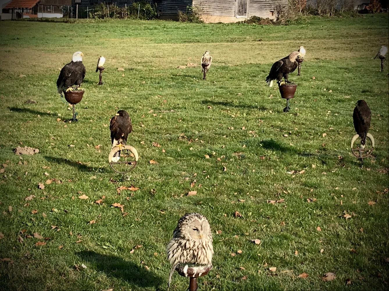 SOVIČKY: VÝUKOVÝ PROGRAM ,,DRAVCI" - 1