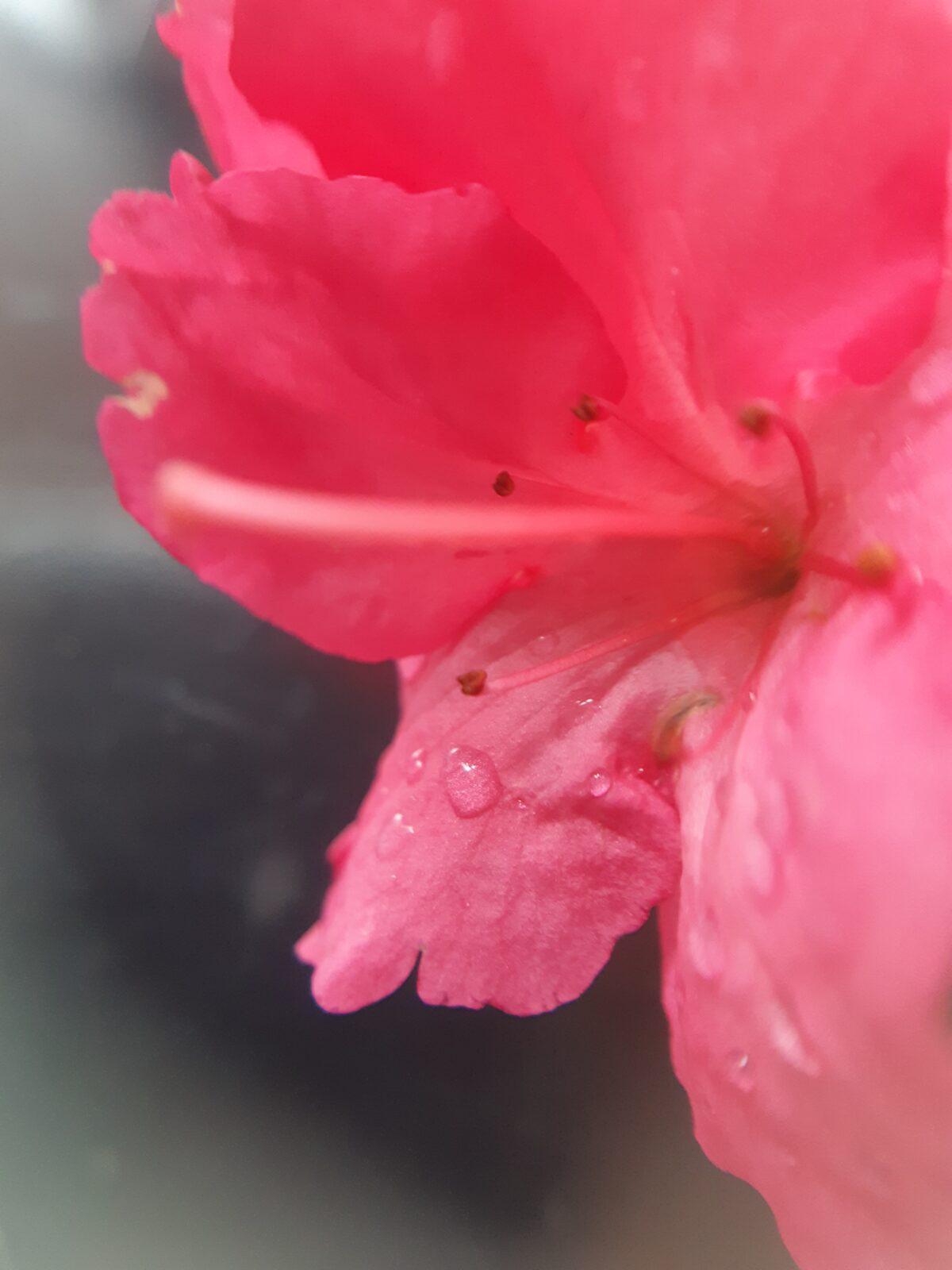 Domácí mikroskop - badatelský kroužek - 1