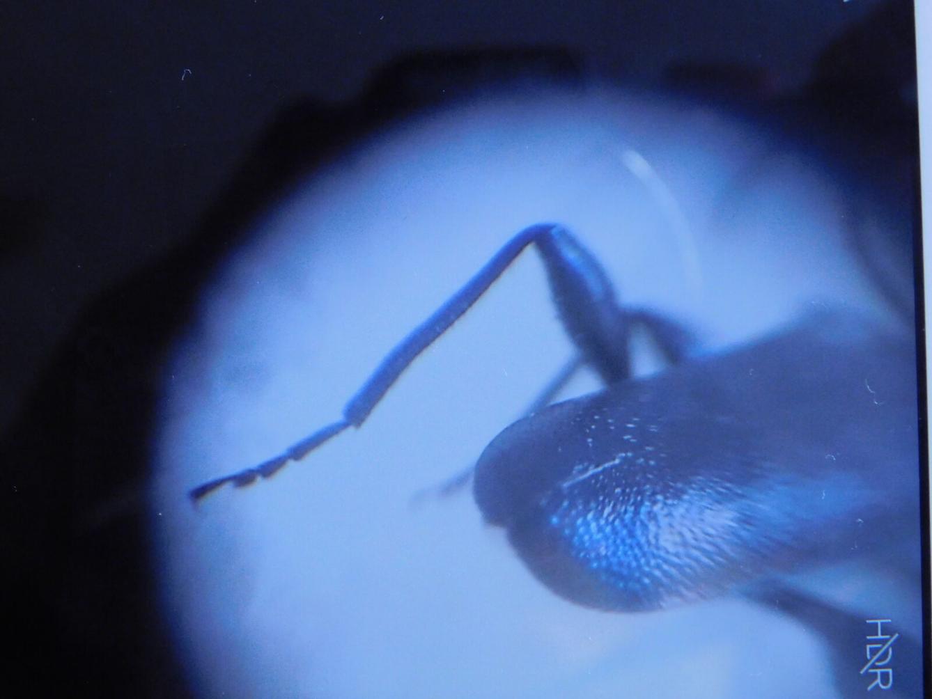 Domácí mikroskop - badatelský kroužek - 2