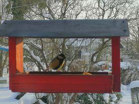 Nejkrásnějších 20 snímků z "Ptačí hodinky" - 2