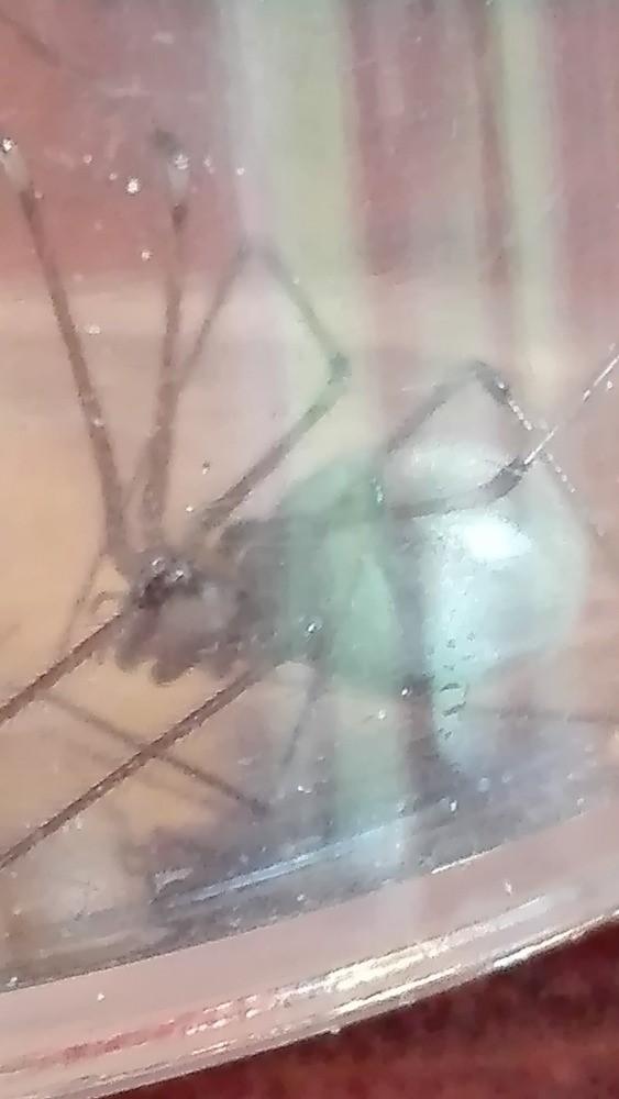 Pozorování pavoukovců - žáci 6. tříd - 2