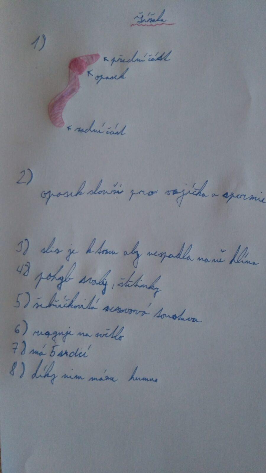 Pozorování žížaly - 6. třída - 1