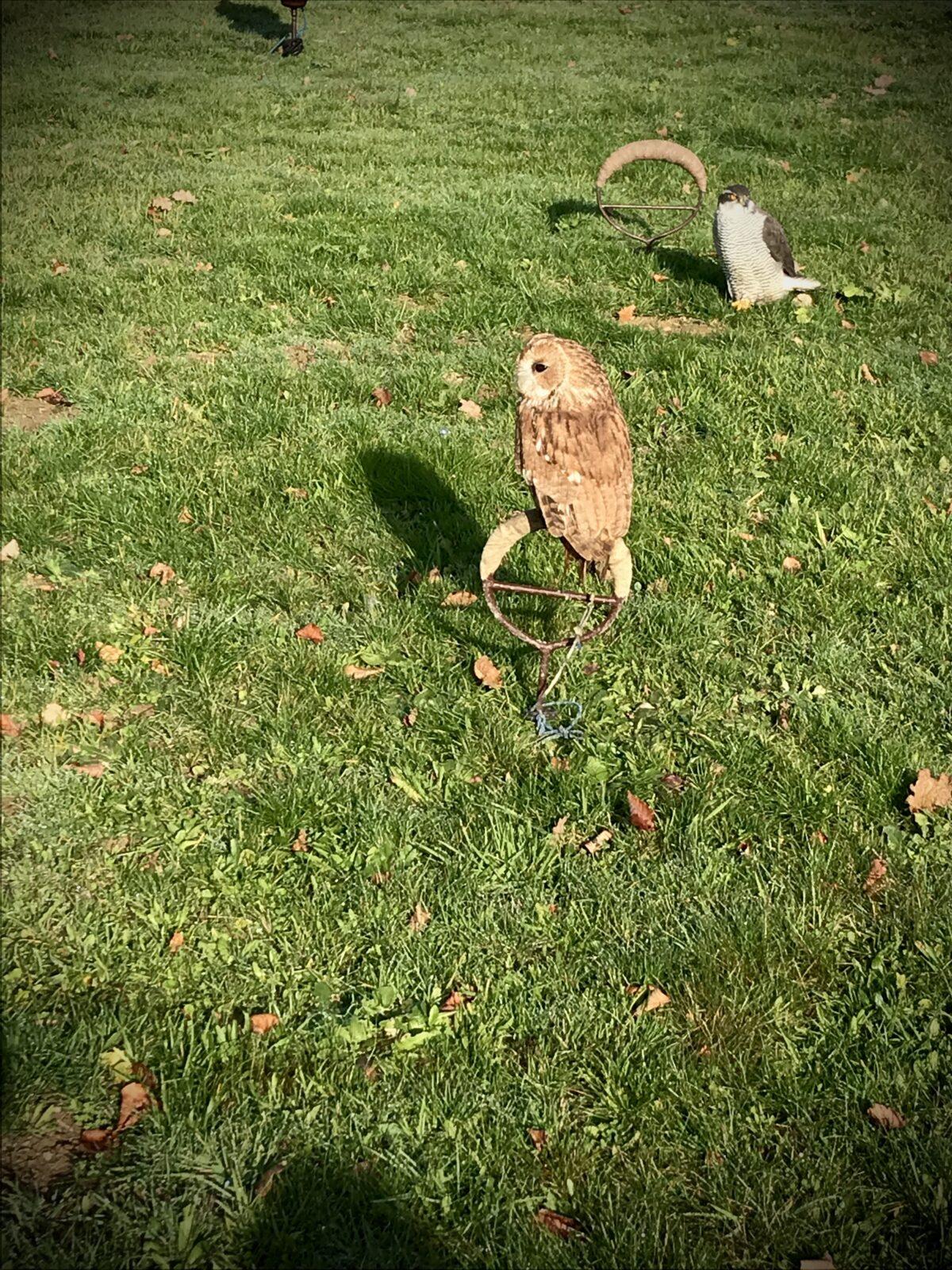 SOVIČKY: VÝUKOVÝ PROGRAM ,,DRAVCI" - 7