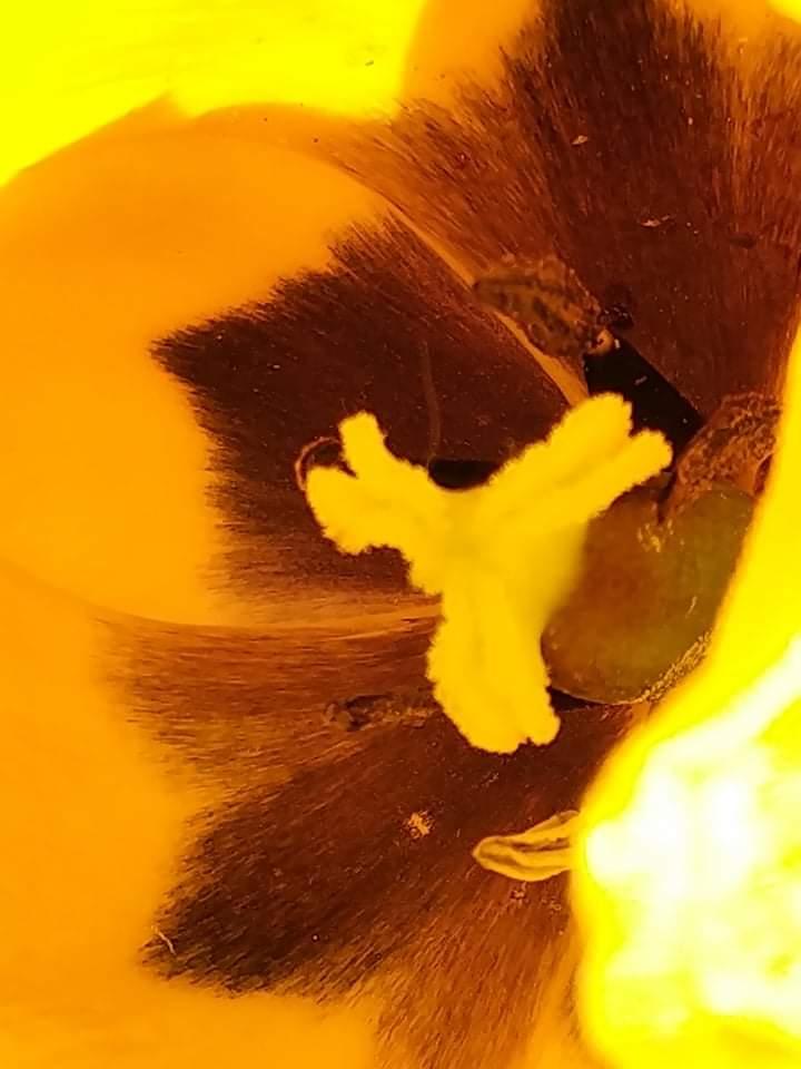 Domácí mikroskop - badatelský kroužek - 5