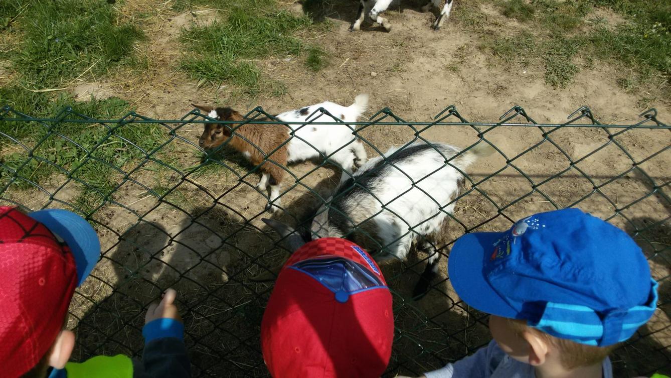 Vycházka ke kozičkám s kůzlátky (Broučci) - 1
