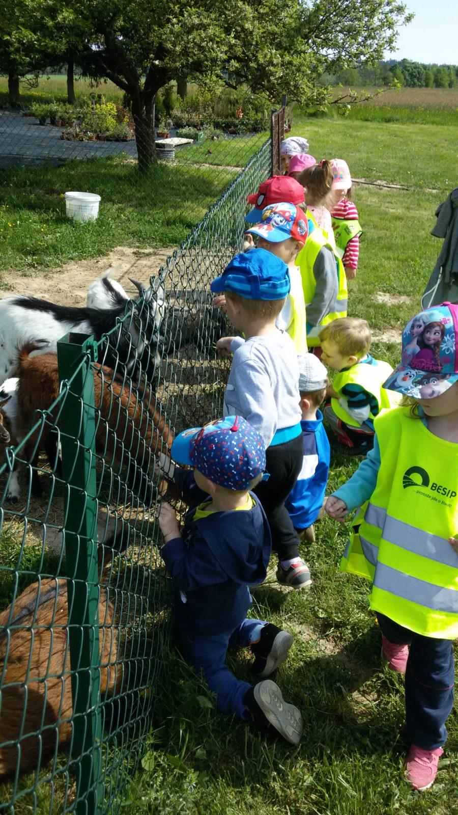 Vycházka ke kozičkám s kůzlátky (Broučci) - 2