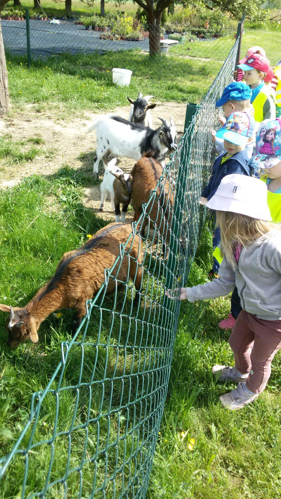Vycházka ke kozičkám s kůzlátky (Broučci) - 3