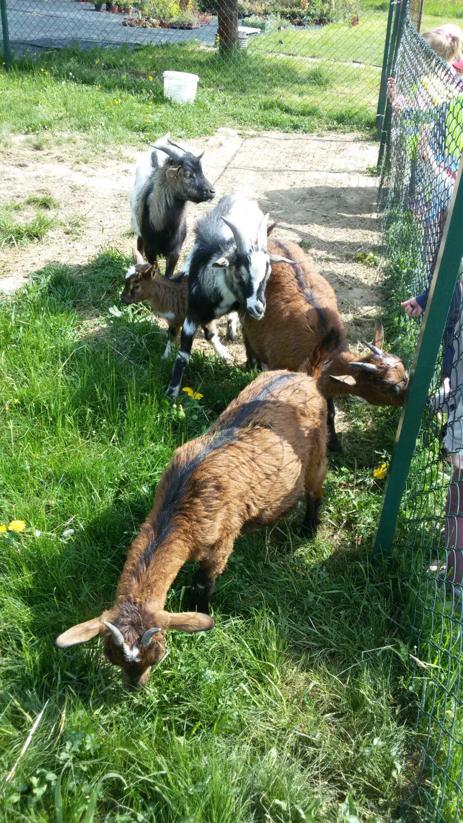 Vycházka ke kozičkám s kůzlátky (Broučci) - 4