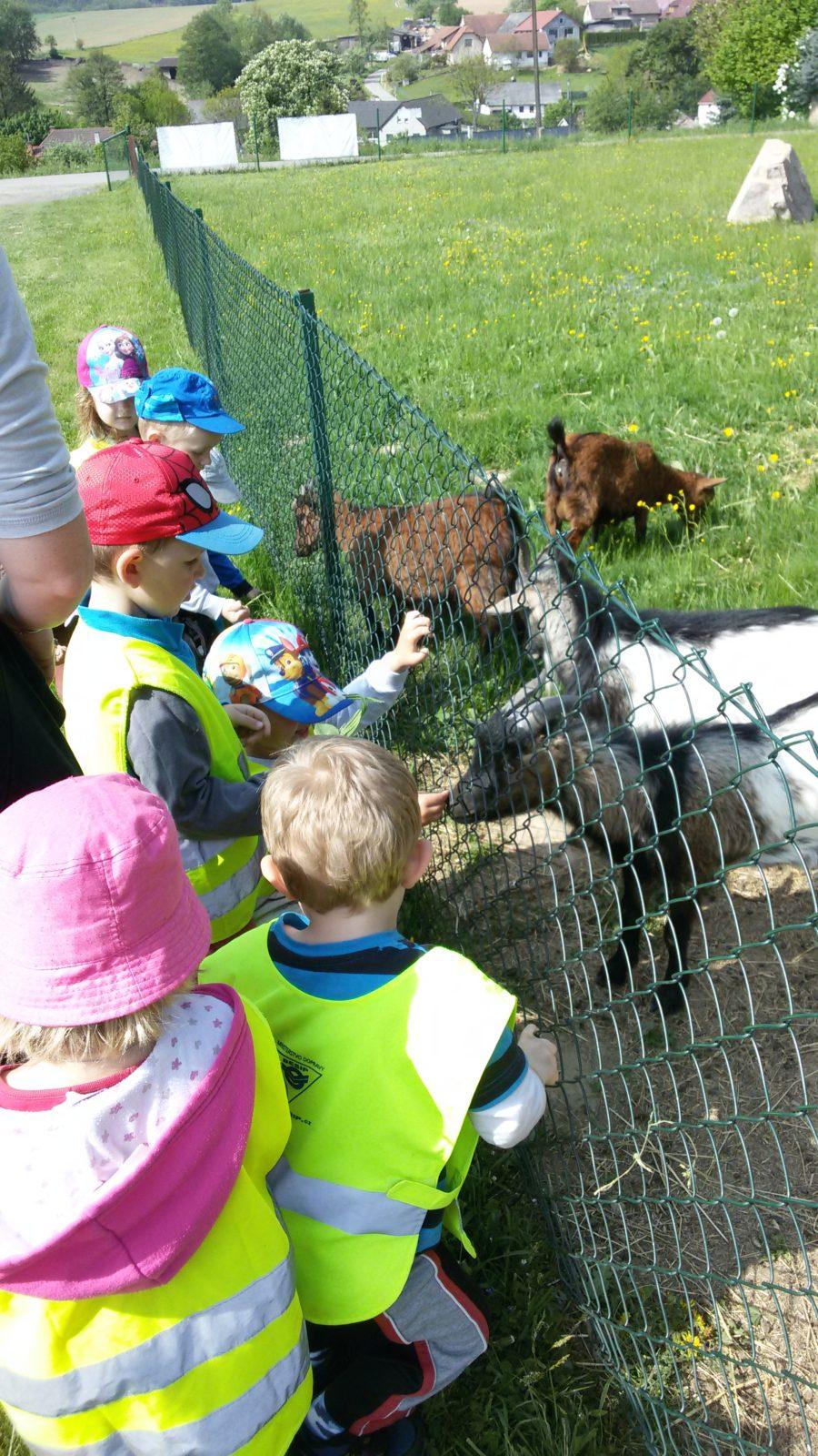Vycházka ke kozičkám s kůzlátky (Broučci) - 6