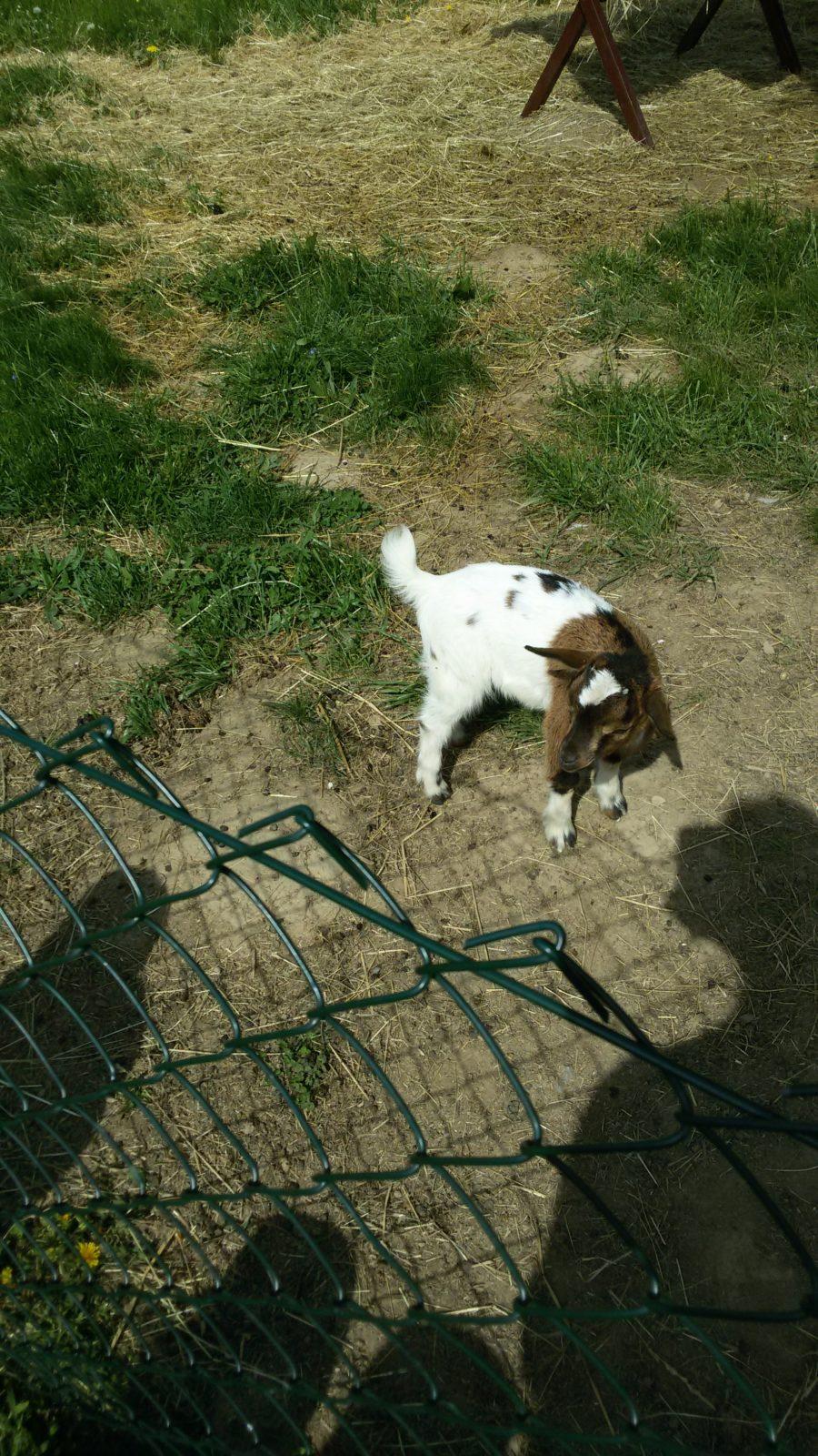 Vycházka ke kozičkám s kůzlátky (Broučci) - 8