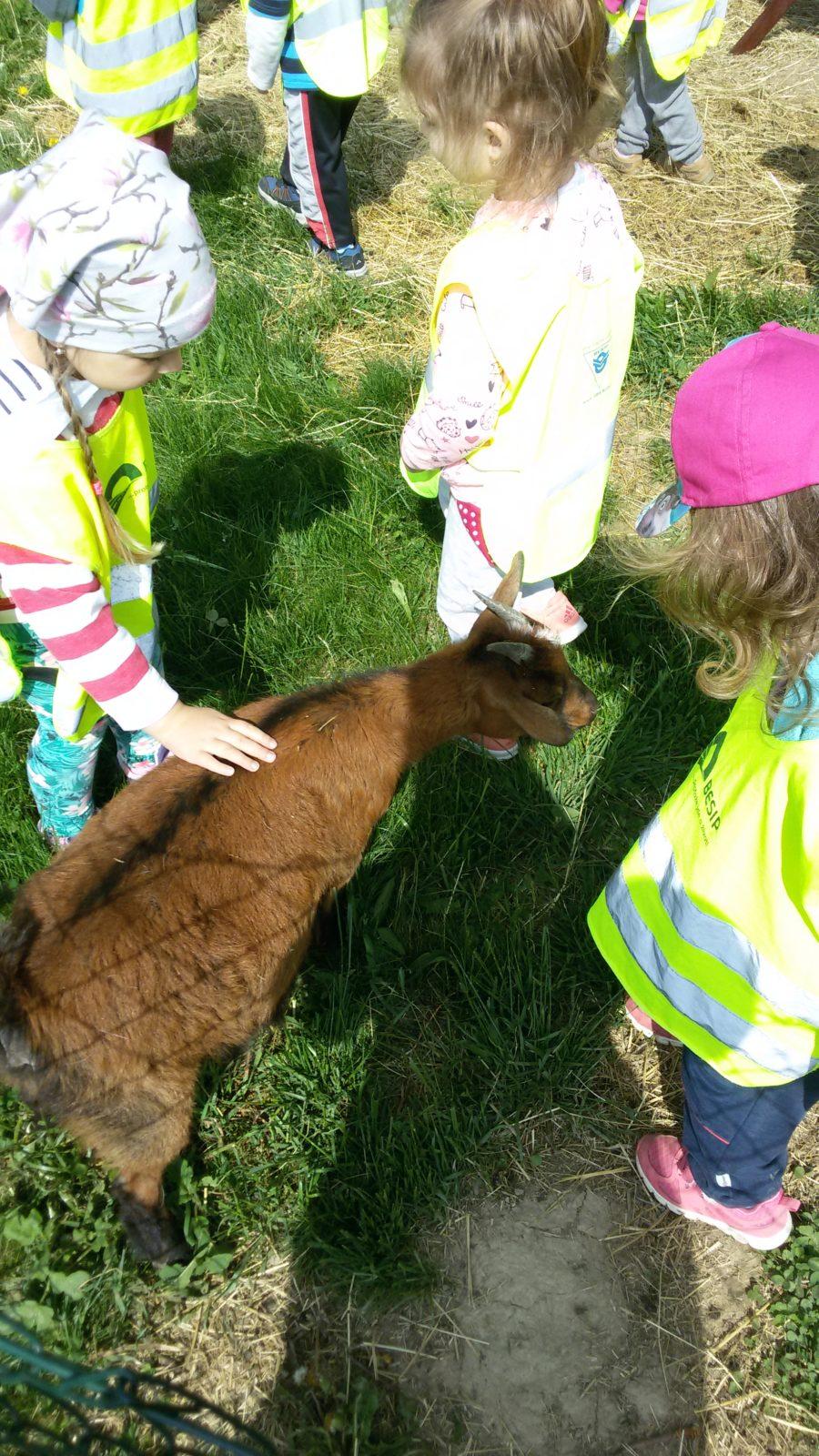 Vycházka ke kozičkám s kůzlátky (Broučci) - 9