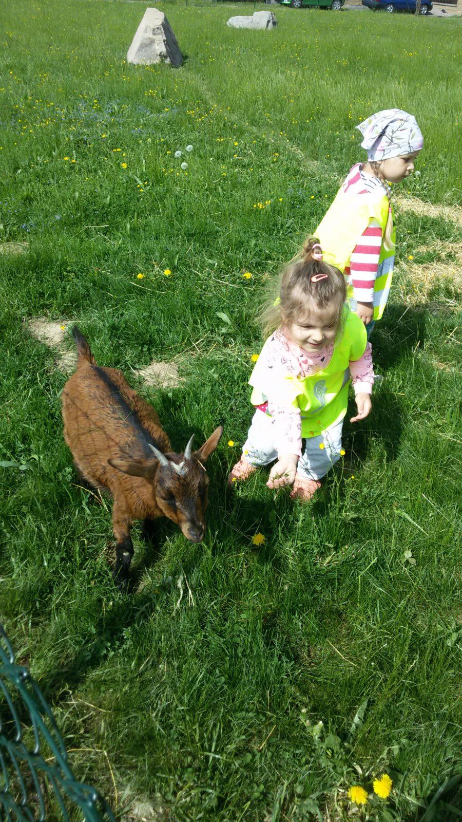 Vycházka ke kozičkám s kůzlátky (Broučci) - 10