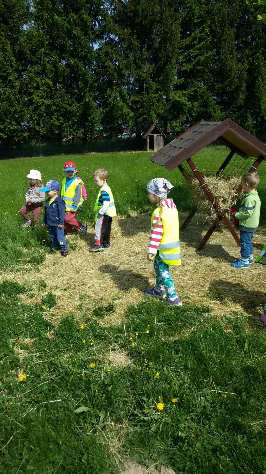 Vycházka ke kozičkám s kůzlátky (Broučci) - 11