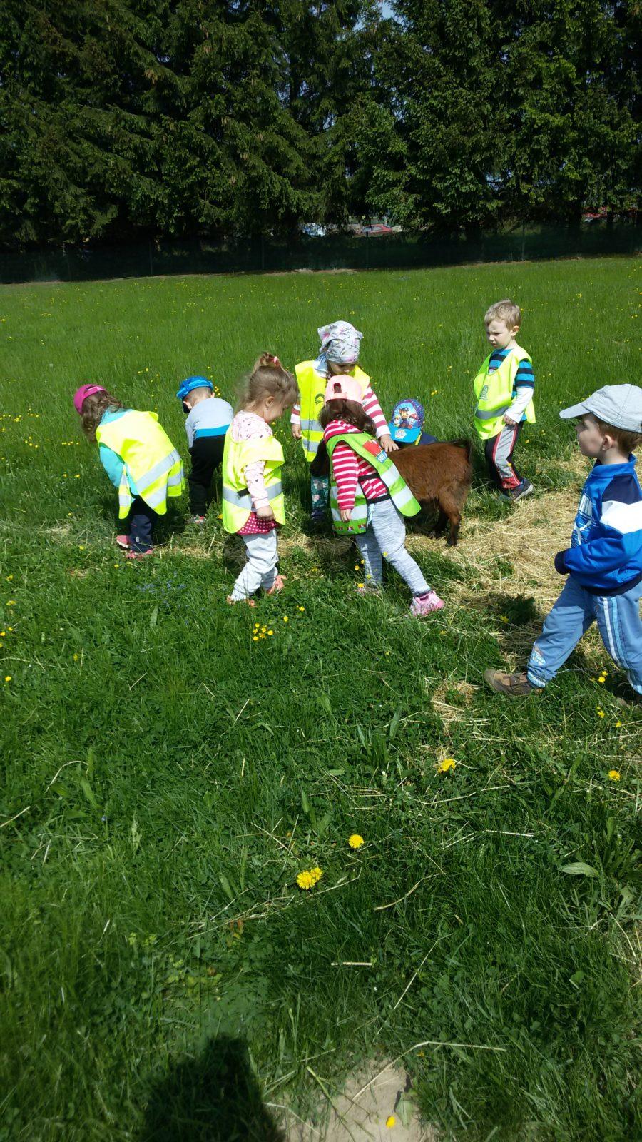 Vycházka ke kozičkám s kůzlátky (Broučci) - 13