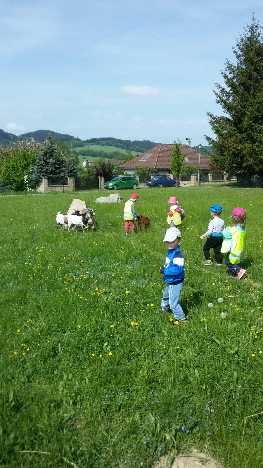Vycházka ke kozičkám s kůzlátky (Broučci) - 14