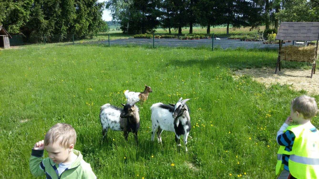 Vycházka ke kozičkám s kůzlátky (Broučci) - 15