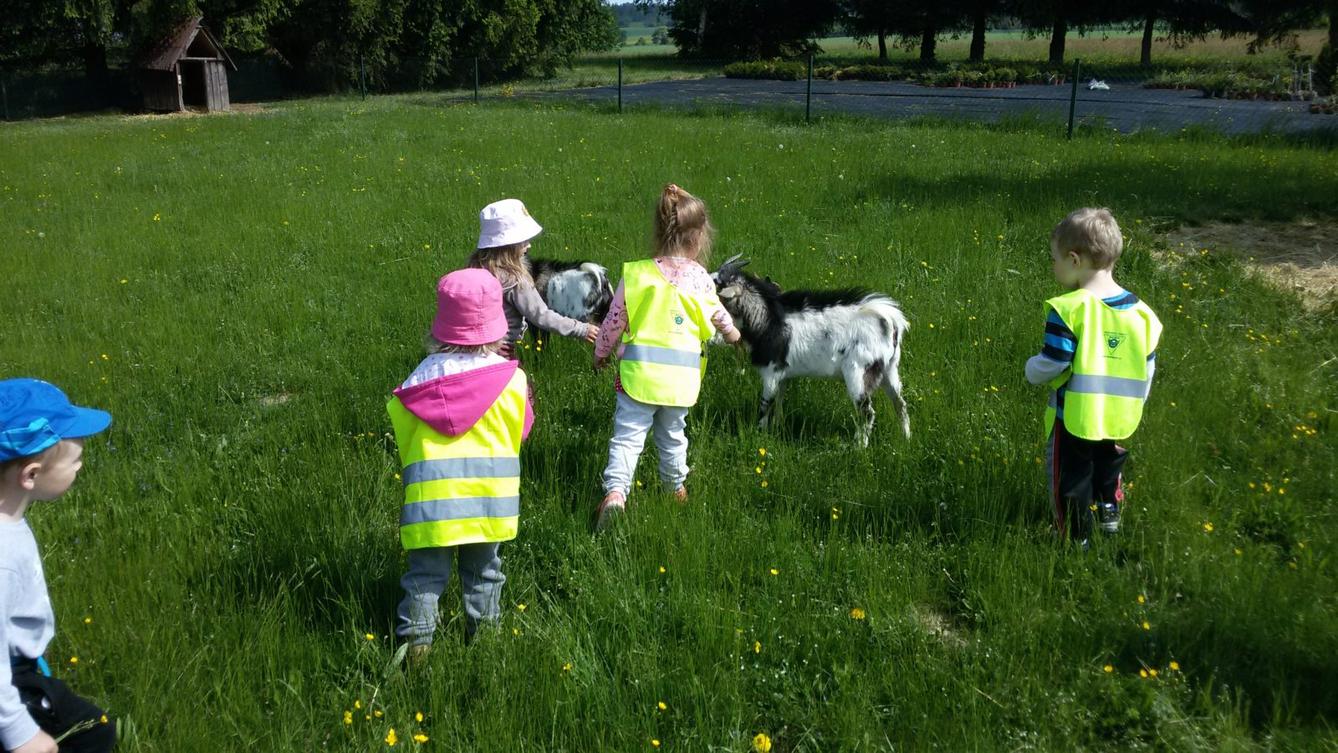 Vycházka ke kozičkám s kůzlátky (Broučci) - 16