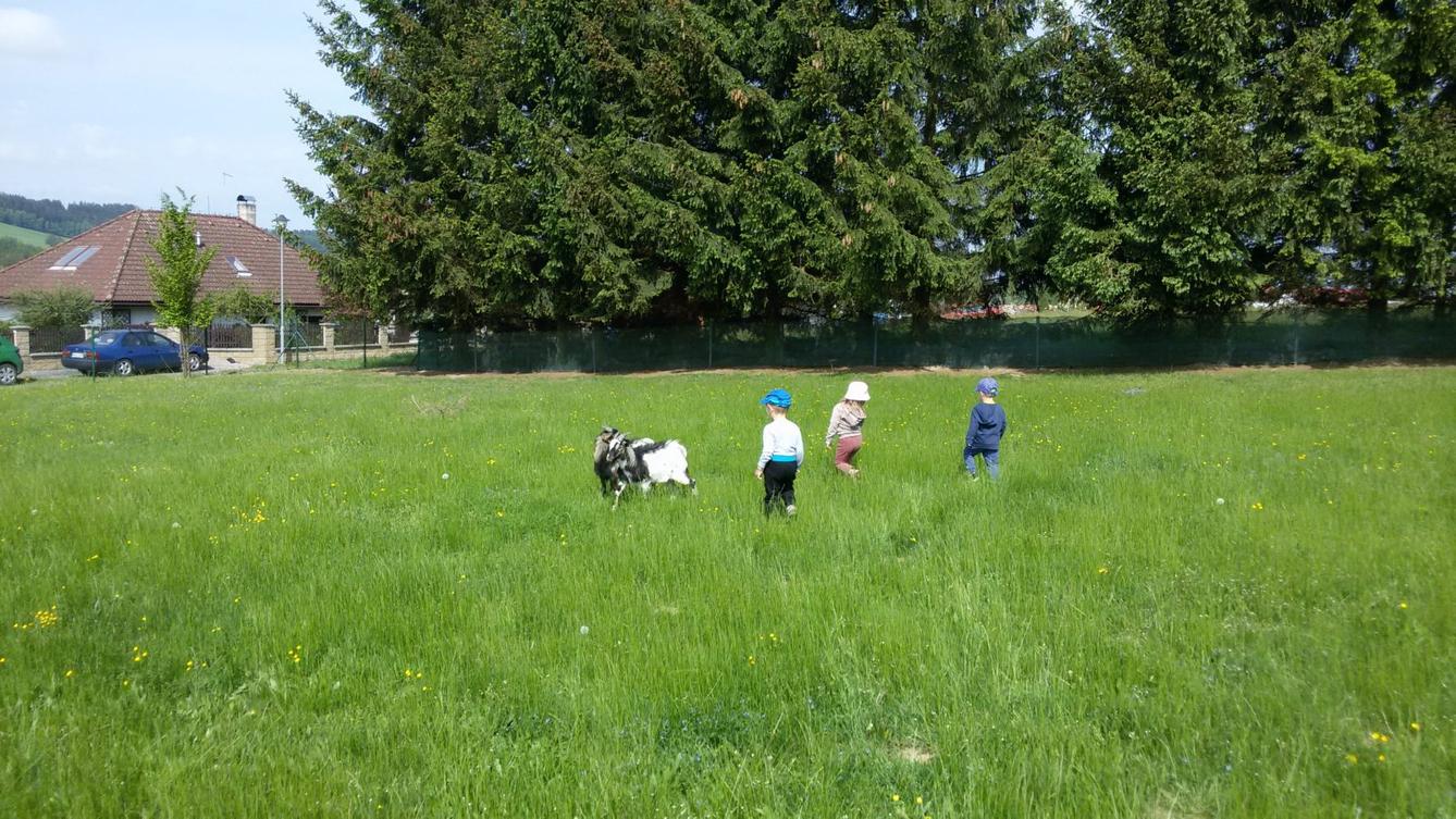 Vycházka ke kozičkám s kůzlátky (Broučci) - 17