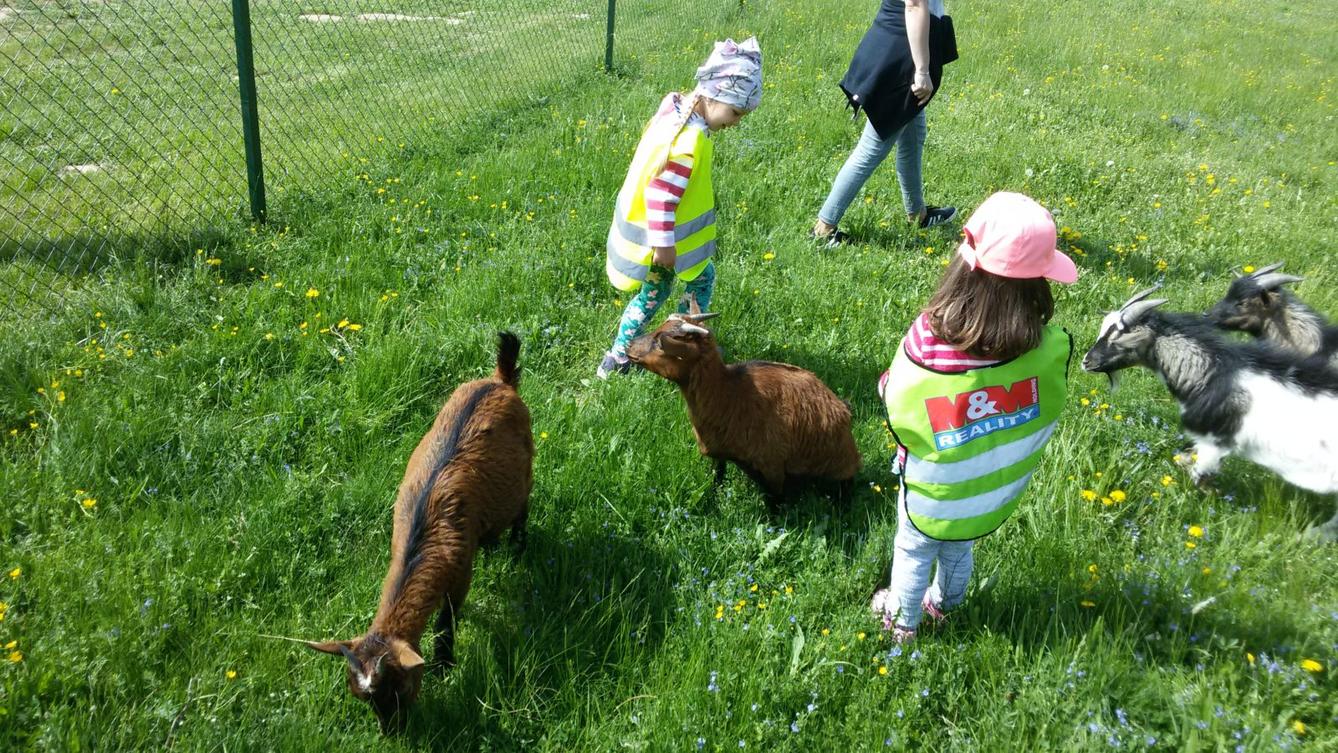 Vycházka ke kozičkám s kůzlátky (Broučci) - 18