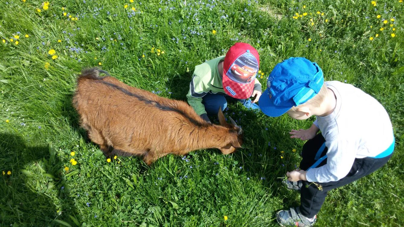 Vycházka ke kozičkám s kůzlátky (Broučci) - 19