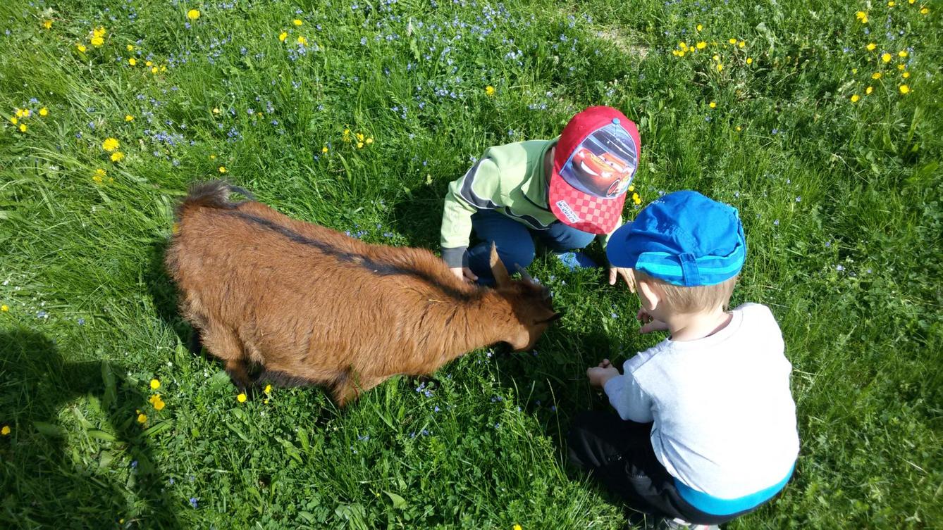 Vycházka ke kozičkám s kůzlátky (Broučci) - 20