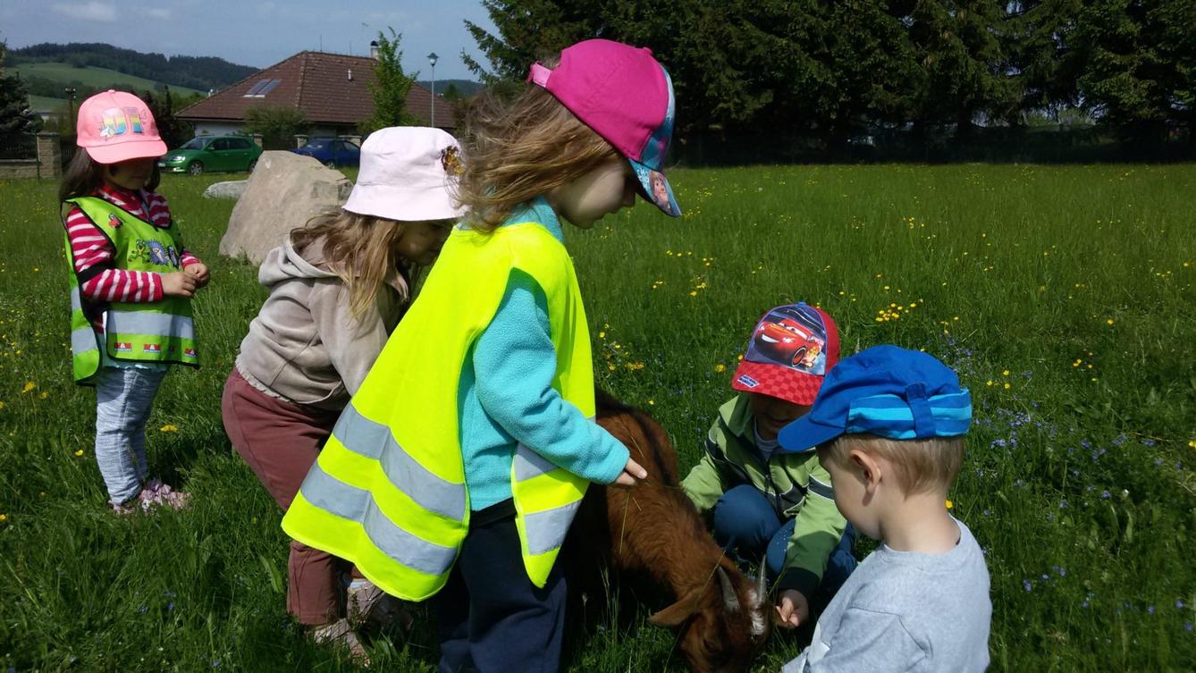 Vycházka ke kozičkám s kůzlátky (Broučci) - 21