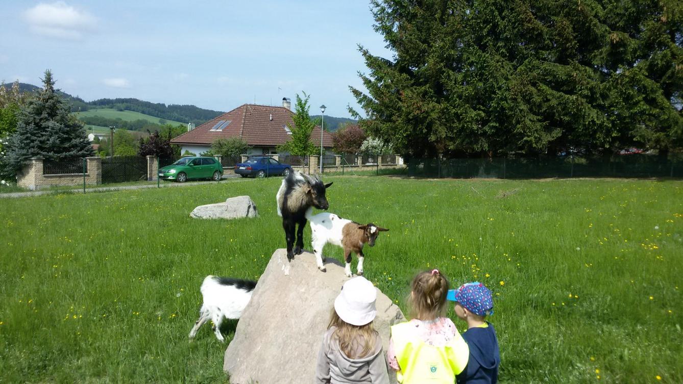 Vycházka ke kozičkám s kůzlátky (Broučci) - 25