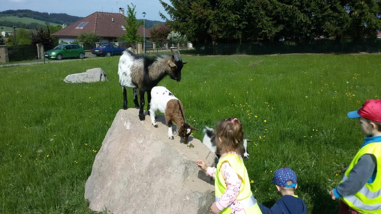 Vycházka ke kozičkám s kůzlátky (Broučci) - 26