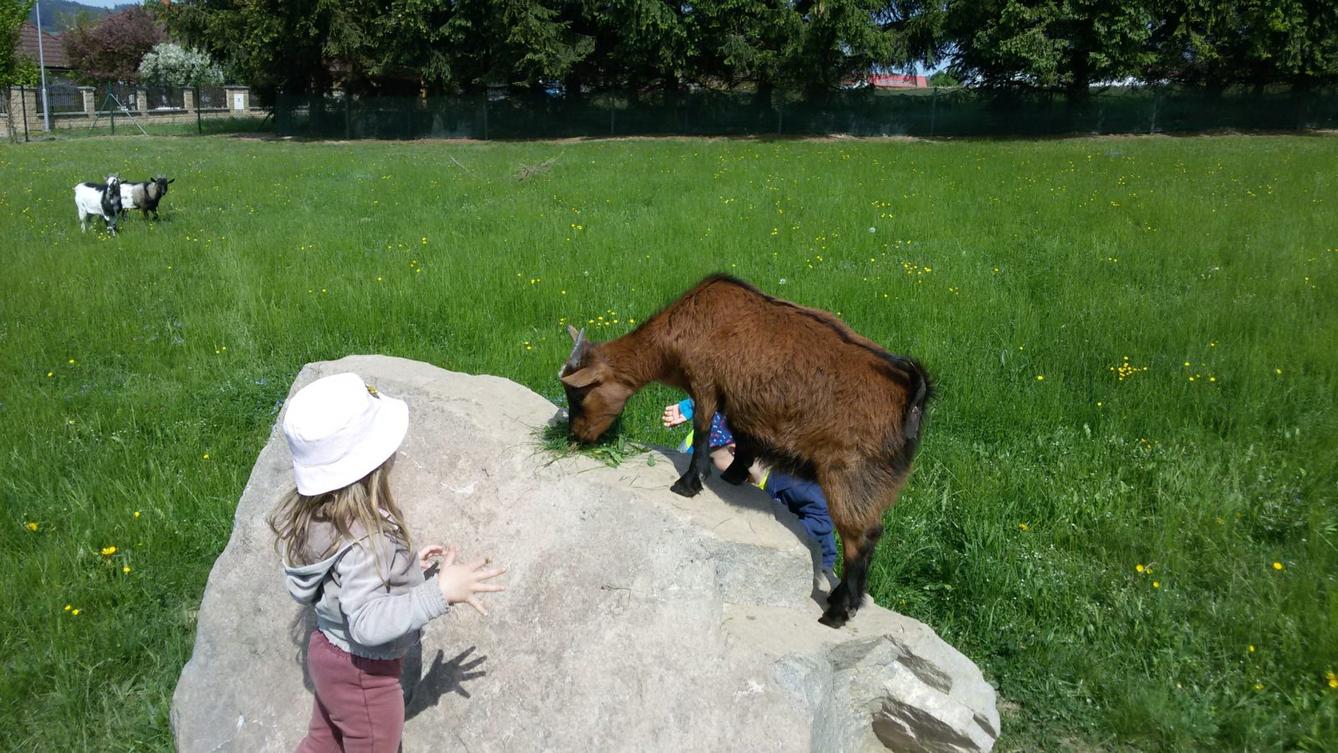 Vycházka ke kozičkám s kůzlátky (Broučci) - 27
