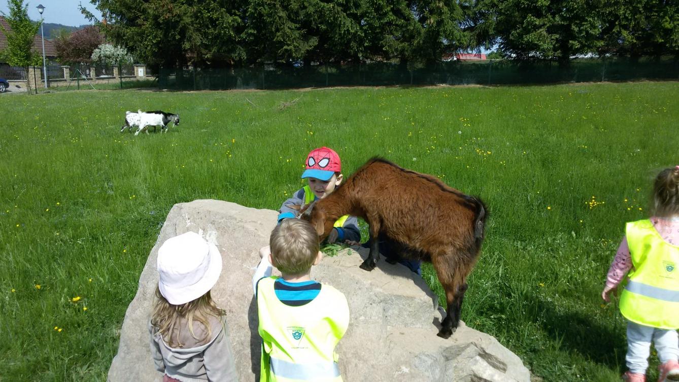 Vycházka ke kozičkám s kůzlátky (Broučci) - 28
