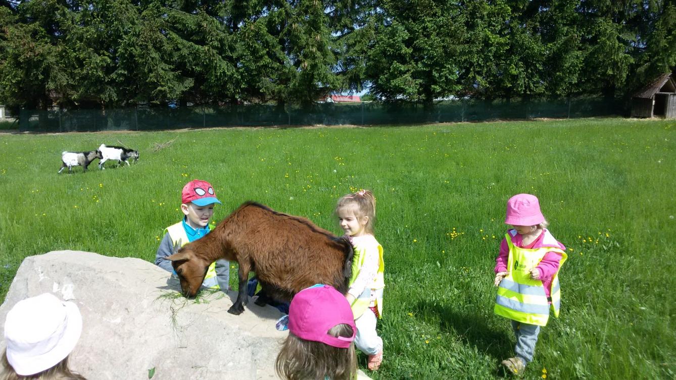 Vycházka ke kozičkám s kůzlátky (Broučci) - 29