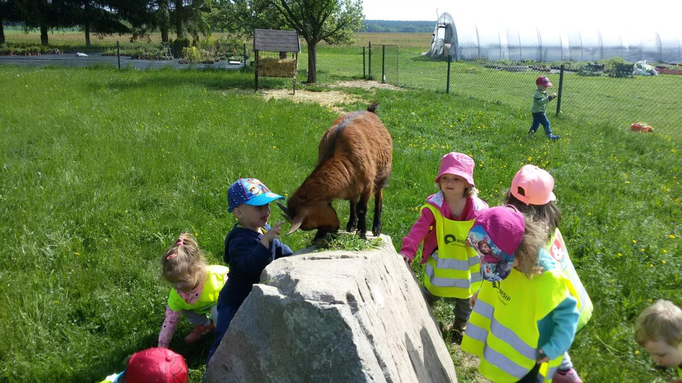 Vycházka ke kozičkám s kůzlátky (Broučci) - 30