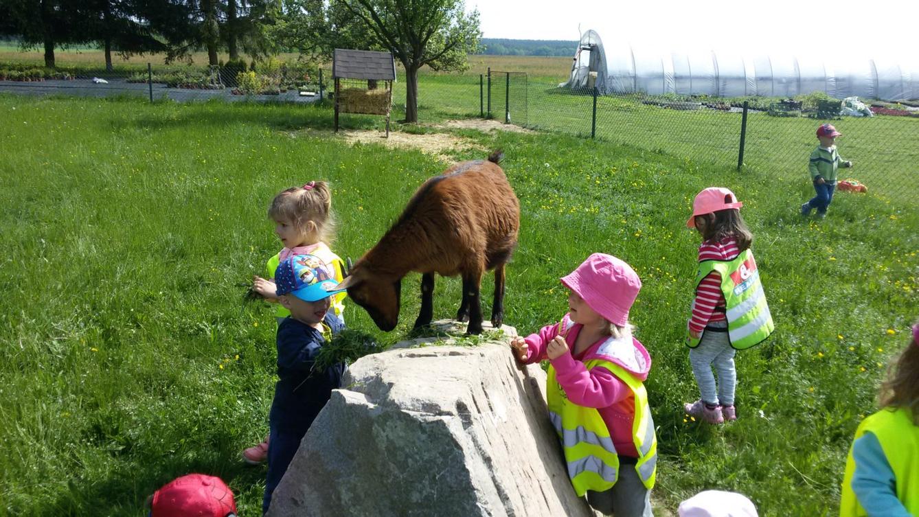 Vycházka ke kozičkám s kůzlátky (Broučci) - 31