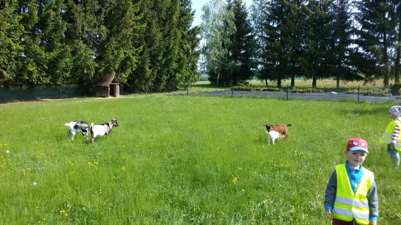 Vycházka ke kozičkám s kůzlátky (Broučci) - 32