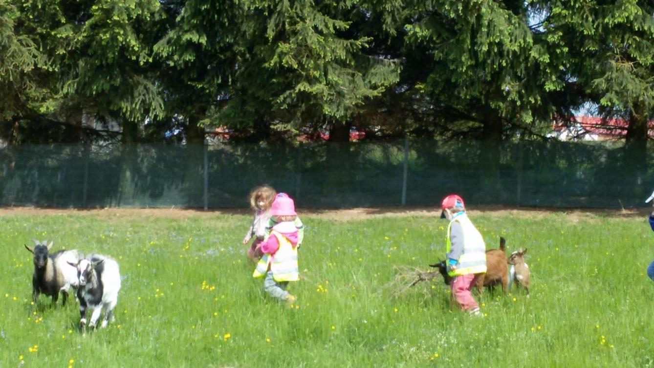 Vycházka ke kozičkám s kůzlátky (Broučci) - 33