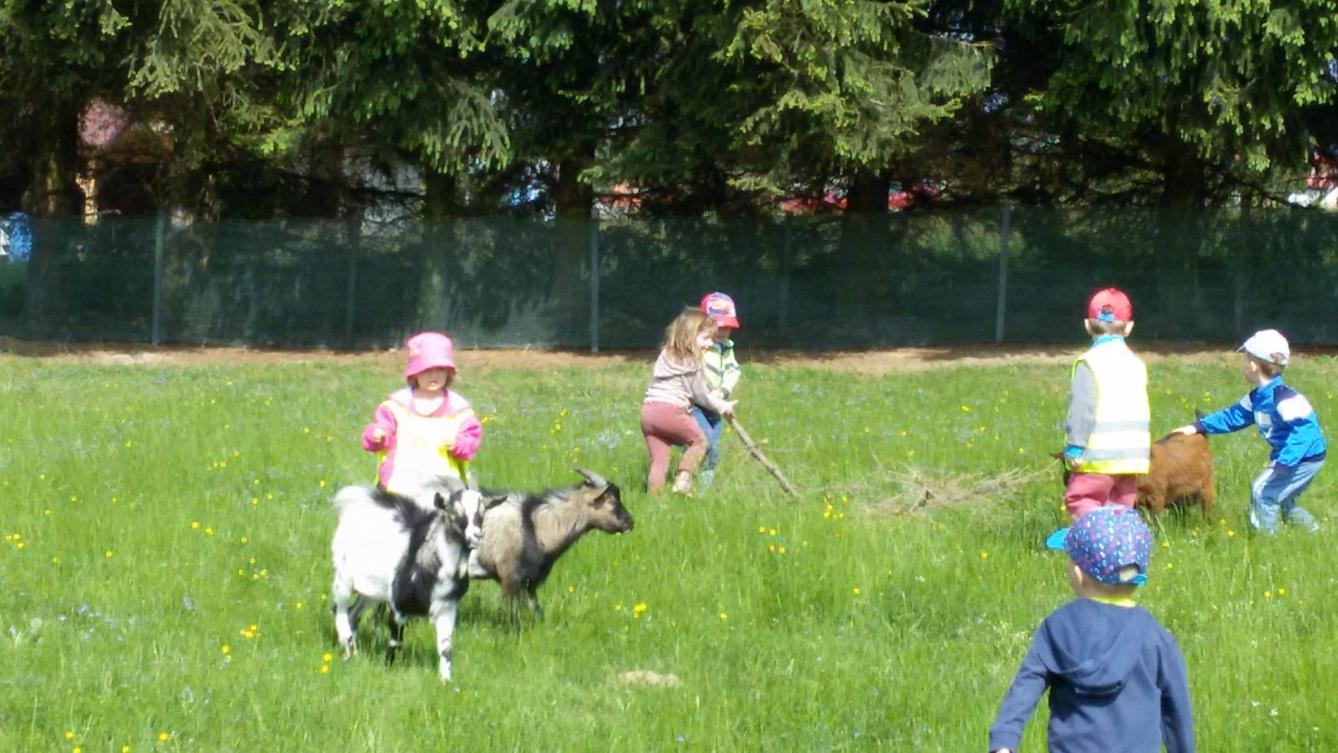 Vycházka ke kozičkám s kůzlátky (Broučci) - 34