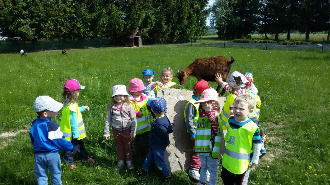 Vycházka ke kozičkám s kůzlátky (Broučci) - 36