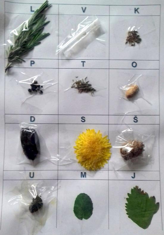 Příroda u třeťáčků 30. 5. - 3