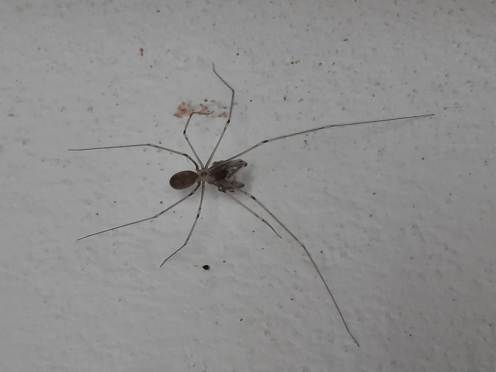 Pozorování pavoukovců - žáci 6. tříd - 5