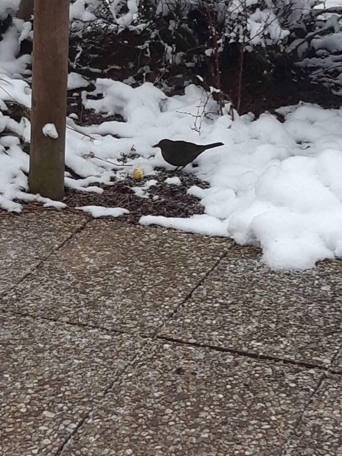 Nejkrásnějších 20 snímků z "Ptačí hodinky" - 3