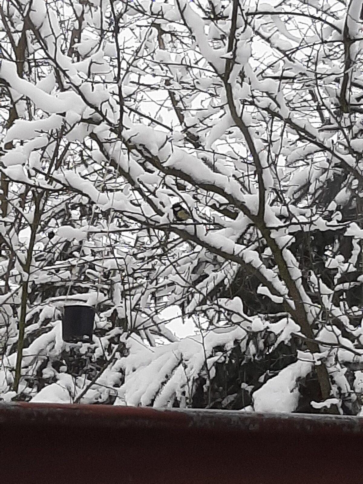 Nejkrásnějších 20 snímků z "Ptačí hodinky" - 4