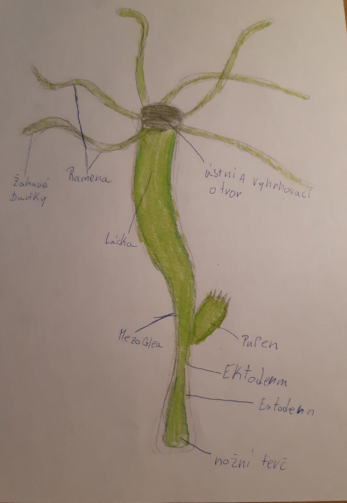 Přírodopis v 6. třídě - 2