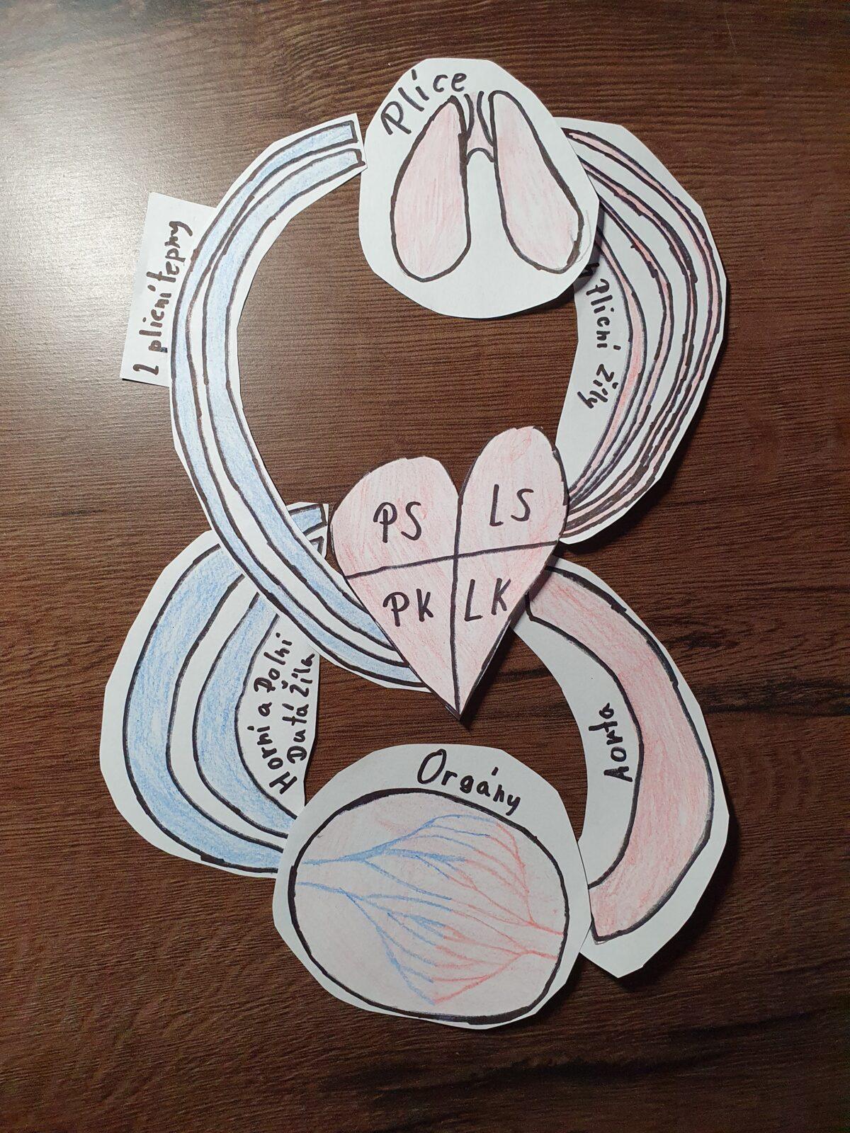 Biologie člověka - 8. třída - 2