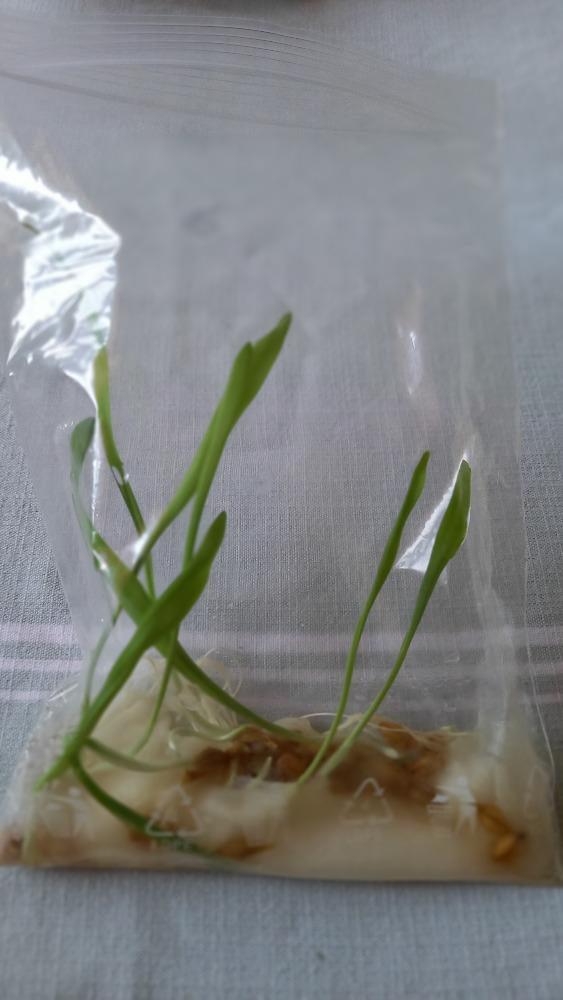 DISTANČNÍ VÝUKA V MŠ KAMARÁD (O třech zakletých stromech)- předškoláci - 2