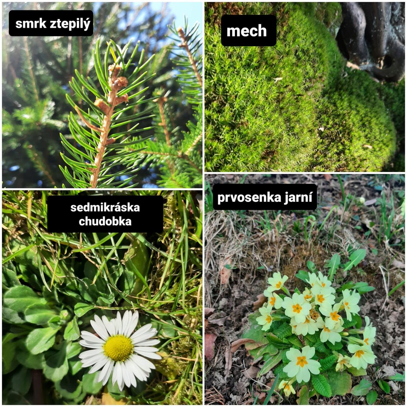 Taxonomie rostlin - sedmáci - 1