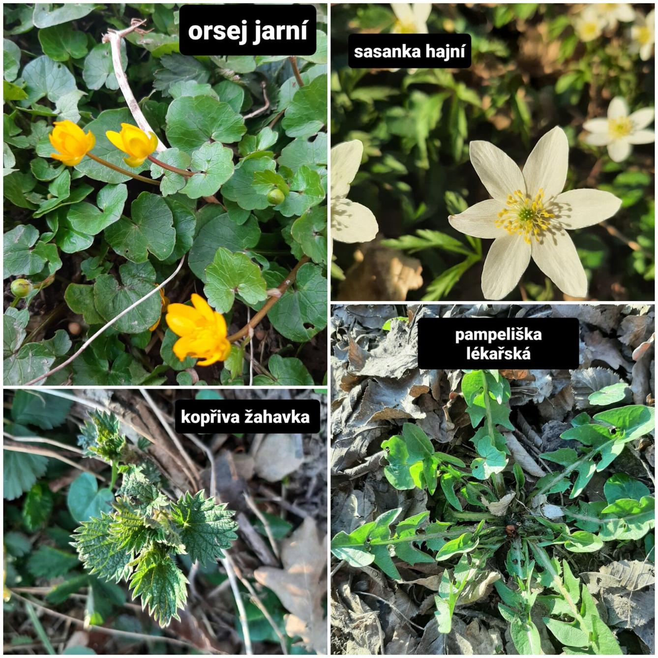 Taxonomie rostlin - sedmáci - 2