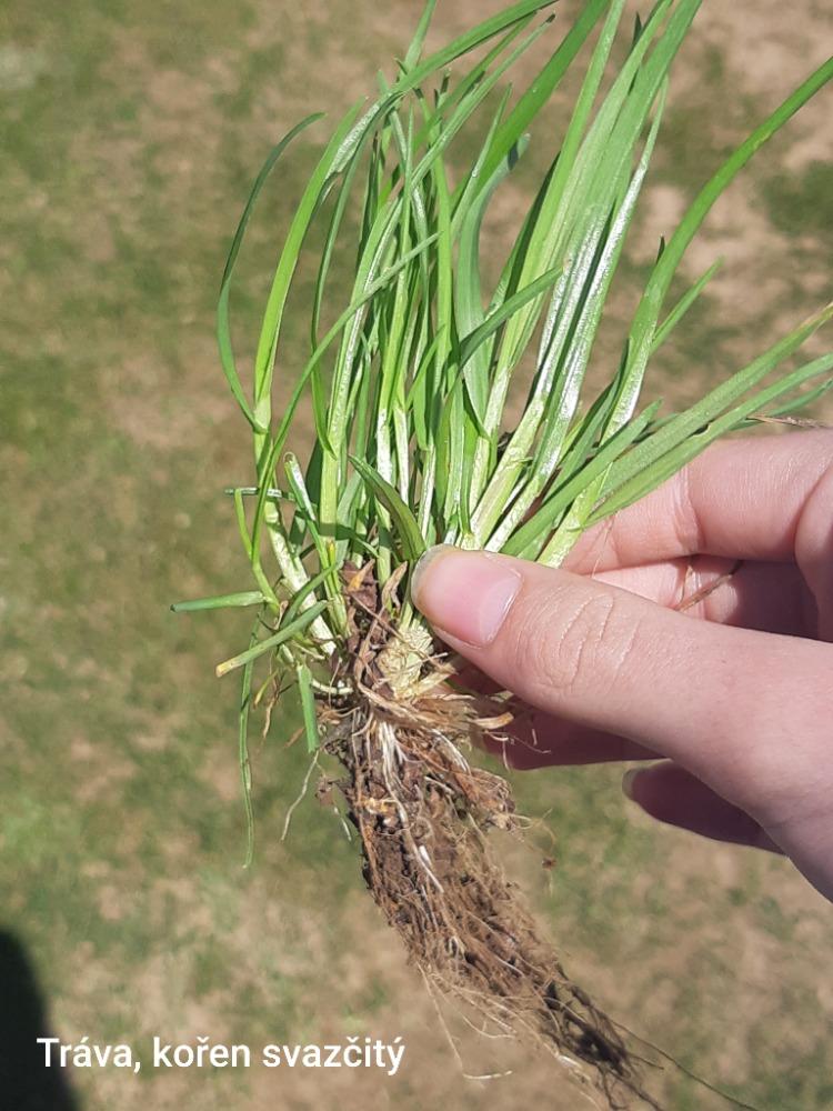 Botanika v 7. třídách - 3